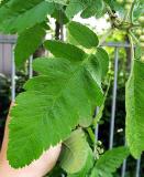 Jeb prostedn - Sorbus intermedia 