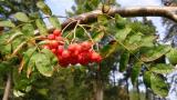 Jeb pta - Sorbus aucuparia - Pendula - Arboretum amapch