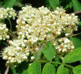 Sorbus aucuparia - Edulis - kvtenstv