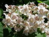 Katalpa obecn syn. katalpa trubaovit - Catalpa bignonioides - Arboretum ampach