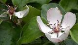 Kdouloň obecná - Cydonia oblonga - květ
