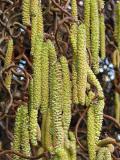 Líska obecná - Corylus avellana - Contorta - samčí květy uspořádané v jehnědách