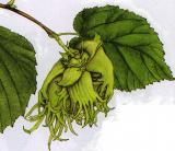 Lska tureck - Corylus colurna