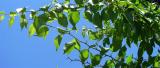 Maklura jablkovit - Maclura pomifera -Arboretum ampach