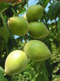 Ořešák Sieboldův - pajasanolistý – Juglans ailantifolia - plody