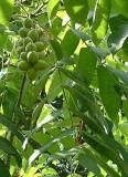 Ořešák Sieboldův - pajasanolistý – Juglans ailantifolia