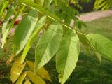 Oek ern - Juglans nigra - Arboretum ampach