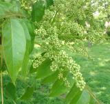 Pajasan lznat - Ailanthus altissima - kvtn laty