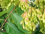Pajasan lznat - Ailanthus altissima