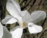 Magnol