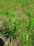 Phyllostachys rubromarginata - Big form