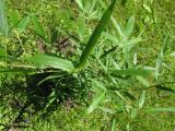 Phyllostachys humilis