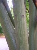 Acer davidii, Jardin Botanique de Lyon, 2007 