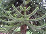 Araucaria araucana, Jardin Botanique de Lyon, 2007  