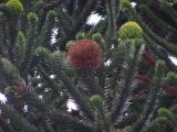 Araucaria araucana, Jardin Botanique de Lyon, 2007 