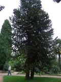 Araucaria araucana, Jardin Botanique de Lyon, 2007