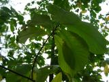 Asimina triloba, Jardin Botanique de Lyon, 2007