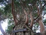 Calocedrus decurrens, Jardin Botanique de Lyon, 2007