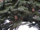 Cedrus ....., Jardin Botanique de Lyon, 2007  