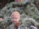 Cedrus ....., Jardin Botanique de Lyon, 2007 