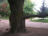 Cedrus ....., Jardin Botanique de Lyon, 2007