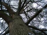 Cedrus libani, Jardin Botanique de Lyon, 2007 