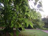 Celtis occidentalis, Jardin Botanique de Lyon, 2007 