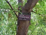 Celtis occidentalis, Jardin Botanique de Lyon, 2007