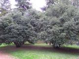 Cephalotaxus fortunei, Jardin Botanique de Lyon, 2007  