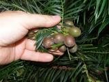 Cephalotaxus fortunei, Jardin Botanique de Lyon, 2007 