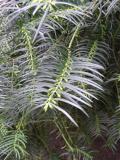 Cephalotaxus fortunei, Jardin Botanique de Lyon, 2007