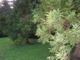 Cryptomeria japonica, Jardin Botanique de Lyon, 2007   