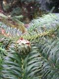 Cunninghamia lanceolata, Jardin Botanique de Lyon, 2007   