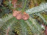 Cunninghamia lanceolata, Jardin Botanique de Lyon, 2007 