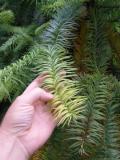 Cunninghamia lanceolata, Jardin Botanique de Lyon, 2007