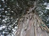 Cupressus arizonca, Jardin Botanique de Lyon, 2007 