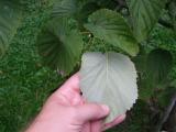 Davidia involucrata - Vilmoriniana, Jardin Botanique de Lyon, 2007