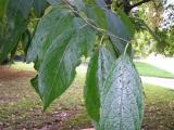 Eucommia ulmoides, Jardin Botanique de Lyon, 2007 