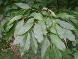 Fraxinus ornus, Jardin Botanique de Lyon, 2007 