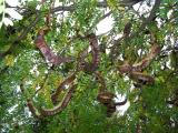 Gleditsia triacanthos, Jardin Botanique de Lyon, 2007