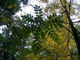 Juglans cinerea, Jardin Botanique de Lyon, 2007 