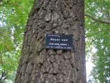 Juglans nigra, Jardin Botanique de Lyon, 2007