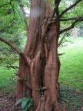 Metasequoia glyptostroboides, Jardin Botanique de Lyon, 2007