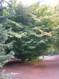 Parrotia persica, Jardin Botanique de Lyon, 2007 