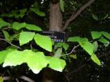 Parrotia persica, Jardin Botanique de Lyon, 2007