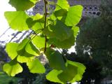 Pa - Ginkgo biloba 