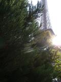 Pa - Sequoiadendron giganteum 