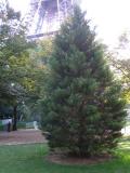 Pa - Sequoiadendron giganteum