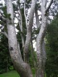 Pinus bungeana, Jardin Botanique de Lyon, 2007 