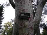 Pinus bungeana, Jardin Botanique de Lyon, 2007